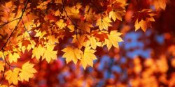 fall fall